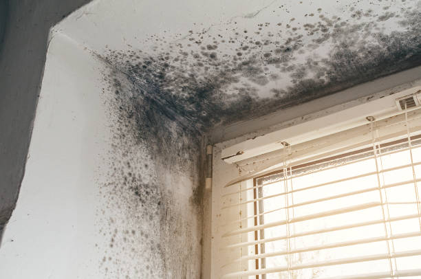 Affordable Mold Remediation solutions in Mantua, NJ